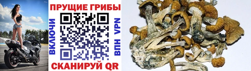 Галлюциногенные грибы мицелий  Купить где  Заполярный 